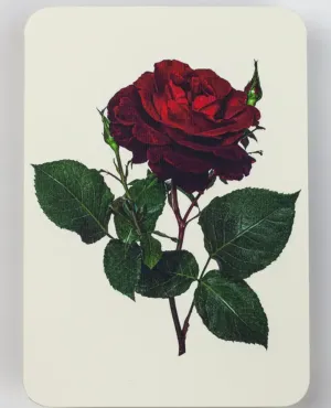 Canonbury Press Red Rose Greeting Card
